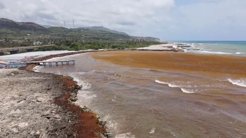 Sargazo — LOS COCOS PEDERNALES (Sur)
